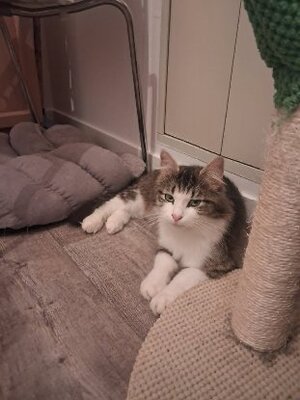 Adopter Duchesse