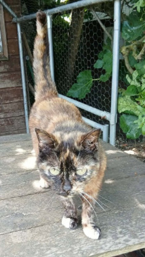 Adopter Duchesse