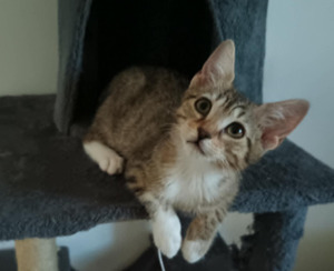 Adopter Dulia