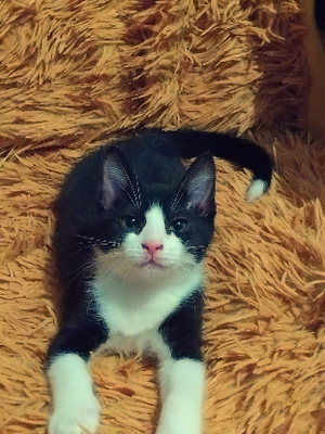 Adopter Dusk