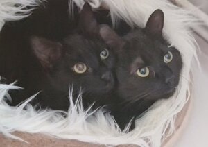 Adopter Ebene & moonie
