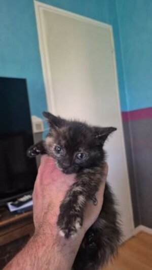Adopter Ecaille