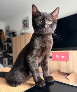 Adopter écho adoptable avec un chat déj