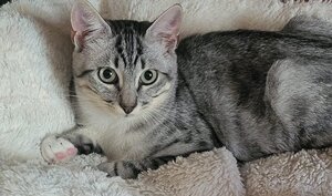 Adopter Eclair