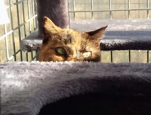 Adopter Eclipse