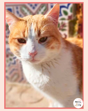 Adopter Edu