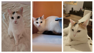 Adopter Eleanore