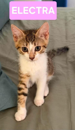 Adopter Electra adoptable en duo ou seul si déj