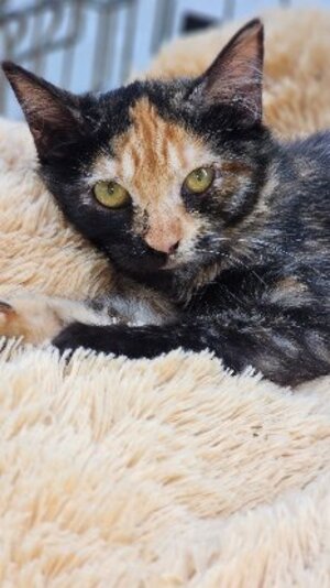 Adopter Elfi