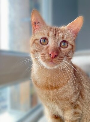 Adopter Elio