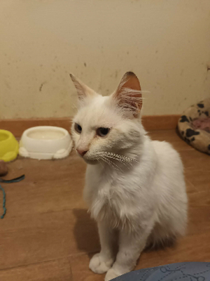 Adopter Eliott