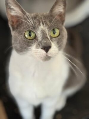 Adopter Elisa