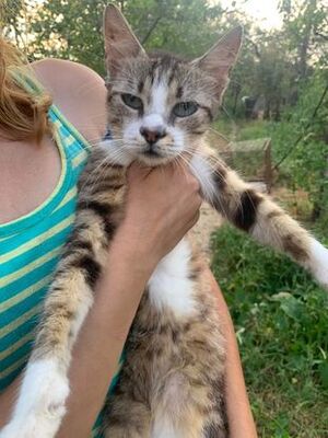 Adopter Elois