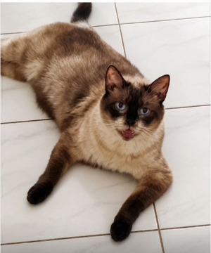 Adopter Elton