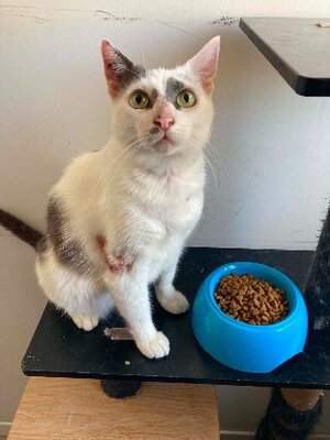 Adopter Emmy
