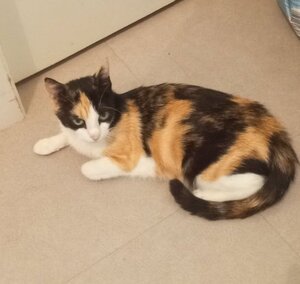 Adopter Emy