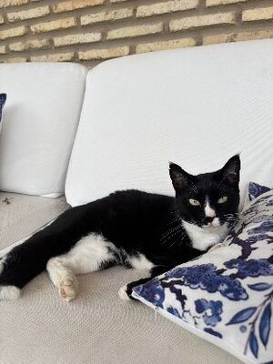 Adopter Enma