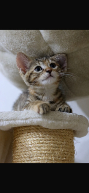 Adopter Enya