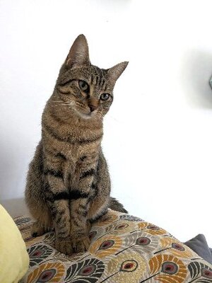 Adopter Eowyn