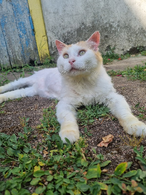 Adopter Eustache
