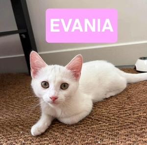 Adopter Evania adoptable avec un chat déj