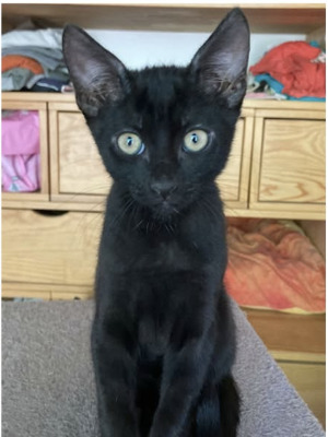Adopter Expresso