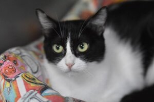 Adopter Fabi