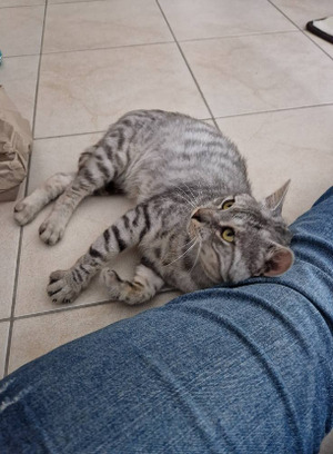 Adopter Faro