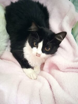 Adopter Felisa
