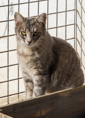 Adopter Fendi