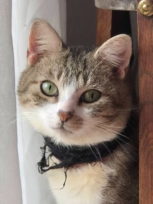 Adopter Feuilleté