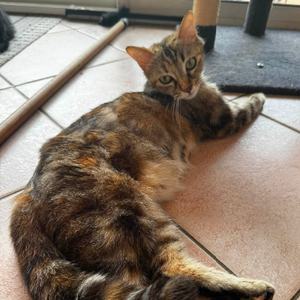 Adopter Fidji
