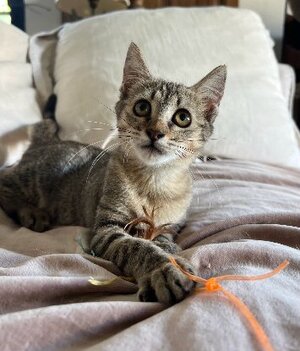 Adopter Fifie