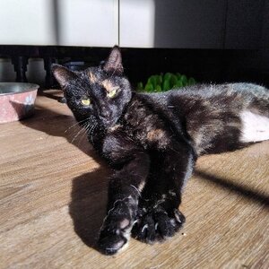 Adopter Figolu