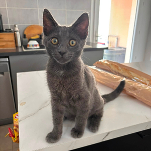Adopter Fileo