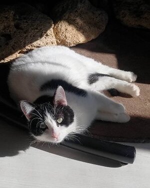 Adopter Filetto