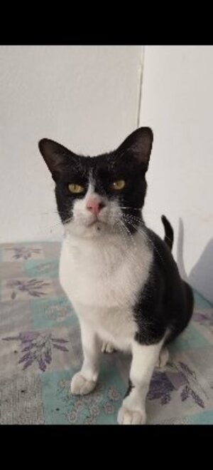 Adopter Filon