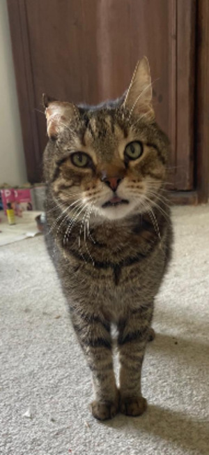 Adopter Filou
