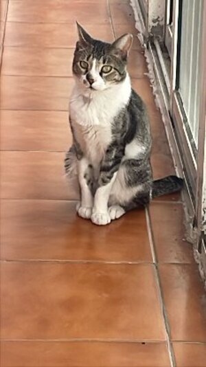 Adopter Fito