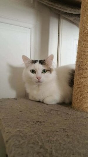 Adopter Olezina