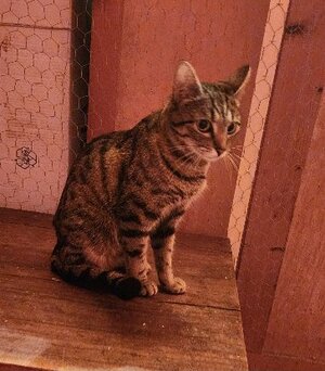 Adopter Fleur