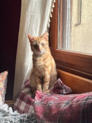 Adopter Fleury