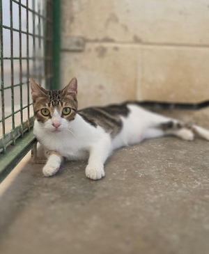 Adopter Floki