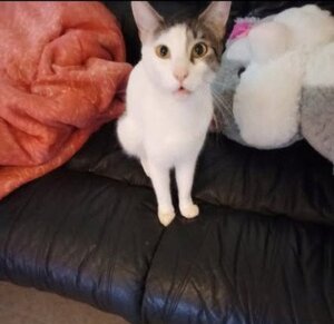 Adopter Floky
