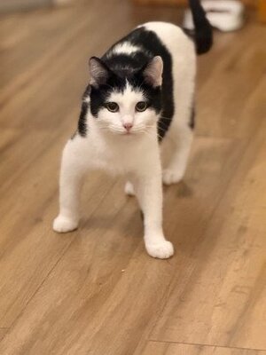Adopter Florentin