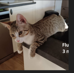 Adopter Flunky