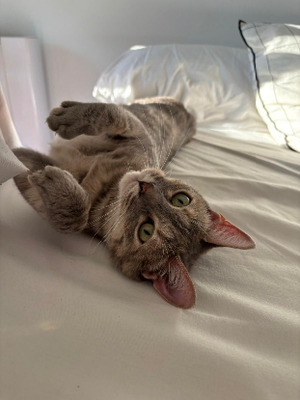 Adopter Fougère