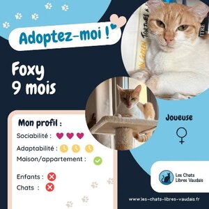 Adopter Foxy
