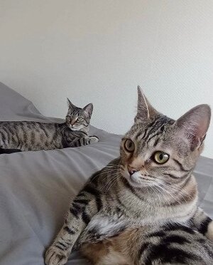 Adopter Freyja et athena