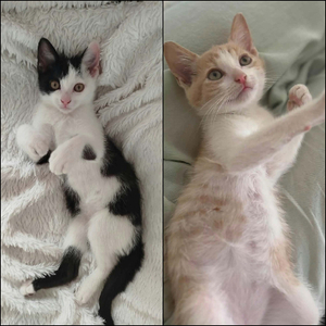 Adopter Gaby et pandi